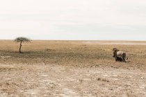 Мужчина лев и мертвый гну, пустыня Калахари — стоковое фото