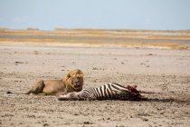 Um leão macho adulto e uma morte, uma Zebra de Burchell morta . — Fotografia de Stock