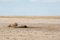 Lion mâle adulte et un meurtre, un zèbre de Burchell mort. — Photo de stock