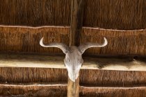 Череп животного с изогнутыми рогами на балке под крышей . — стоковое фото