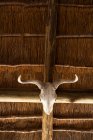 Череп тварин з вигнутими рогами на балці під дахом . — стокове фото