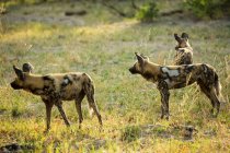 Pack of wild dogs in woodland. — Stock Photo