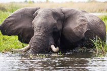 Зрілий слон з биками, що проходить крізь воду і очерет . — стокове фото