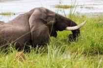 Éléphant mature avec défenses pataugeant dans l'eau et les roseaux. — Photo de stock