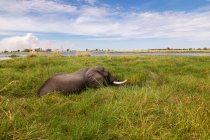 Elefante maduro con colmillos vadeando a través del agua y las cañas . - foto de stock