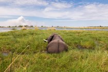 Elefante maduro com presas percorrendo a água e juncos . — Fotografia de Stock