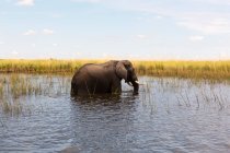 Зрелый слон с бивнями, плывущими по воде и тростнику. — стоковое фото
