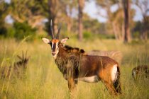 Oryx bei Sonnenuntergang im langen Gras — Stockfoto