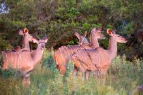 Rebanho de animais kudu ao pôr do sol, Botsuana — Fotografia de Stock
