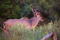 Kudu bei Sonnenuntergang, Botswana, Afrika — Stockfoto