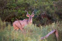 Kudu al atardecer, Botswana, África - foto de stock