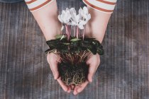 Donna che tiene una pianta bianca di ciclamino con foglie e radici verdi vibranti — Foto stock