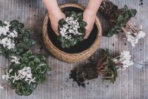 Woman potting up a large bowl with white flowering cyclamen plants — Stock Photo