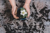 Persona che potting su piccola pianta di elleboro con il fiore bianco — Foto stock