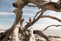 Niñas preadolescentes escalando en un árbol de madera a la deriva gigante, Georgia - foto de stock