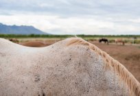 Primo piano vista del dettaglio della criniera di cavallo sul paddock — Foto stock