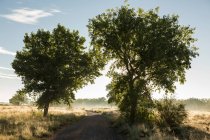 Деревья и сельская дорога на восходе солнца — стоковое фото