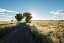 Árboles y camino rural al amanecer - foto de stock