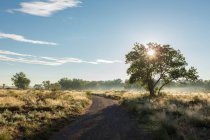 Alberi e strada di campagna all'alba — Foto stock