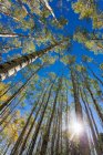 Ampla vista de ângulo de árvores de álamo imponentes no outono — Fotografia de Stock