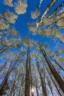 Широкий угол обзора возвышающихся осиных деревьев осенью — стоковое фото