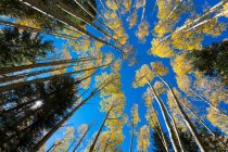 Amplia vista angular de los altos árboles de álamo en el otoño - foto de stock