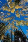 Ampla vista de ângulo de árvores de álamo imponentes no outono — Fotografia de Stock