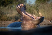 Nilpferd, Nilpferd, Amphibie, im Wasserloch, gähnt und zeigt seine Zähne. — Stockfoto