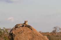 Мать леопарда, Panthera pardus, лежит на валуне со своим детенышем. — стоковое фото