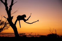 Silhouette eines Leoparden, Panthera pardus, der bei Sonnenuntergang in einem abgestorbenen Baum liegt. — Stockfoto