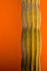 Vista de cerca de la planta de cactus contra una pared naranja - foto de stock