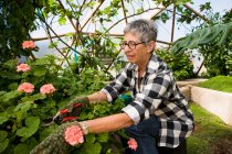 Старша жінка садівництво в геодезичному куполі — стокове фото
