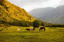 Horses grazing in field at sunset, Kauai, Hawaii — Stock Photo