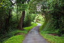 Route de campagne étroite sinueuse avec des arbres et des bords verts — Photo de stock