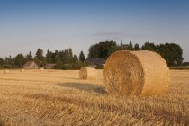 Bales of Hay in Field during Harvest Season — Stock Photo
