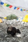 Yak manger du bol au camp de base sur les pentes inférieures de la gamme Everest — Photo de stock