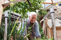Smiling senior woman gardening in a geodesic dome, climate controlled glass house — Stock Photo