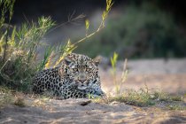 Un leopardo hembra, Panthera pardus, yace en la arena, la mirada directa, las orejas hacia adelante. - foto de stock
