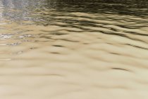 Immagine invertita di acqua calma di un lago d'acqua dolce, increspature sulla superficie — Foto stock