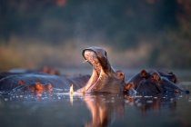 Гиппопос, амфибия Гиппопотама, отдыхающий в водяной дыре, зевающий и открывающий рот с зубами — стоковое фото