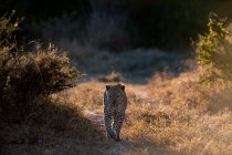 Leopardo macho, Panthera pardus, caminhando em direção à câmera, retroiluminado, pata levantada — Fotografia de Stock