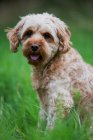 Portrait of a fawn coated young Cavapoo sitting in grass. — Stock Photo