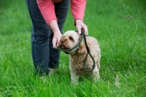 Woman walking in meadow with fawn coated young Cavapoo. — Stock Photo