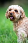 Portrait of a fawn coated young Cavapoo sitting in grass. — Stock Photo