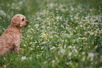 Portrait of a fawn coated young Cavapoo sitting in a meadow. — Stock Photo