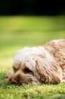 Portrait of a fawn coated young Cavapoo lying on a lawn. — Stock Photo