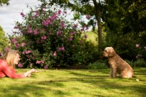 Woman lying on lawn in a garden, playing with fawn coated young Cavapoo. — Stock Photo
