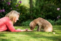 Woman lying on lawn in a garden, playing with fawn coated young Cavapoo. — Stock Photo