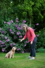 Woman standing in a garden, training fawn coated young Cavapoo. — Stock Photo
