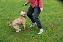Woman standing in a garden, playing with fawn coated young Cavapoo. — Stock Photo